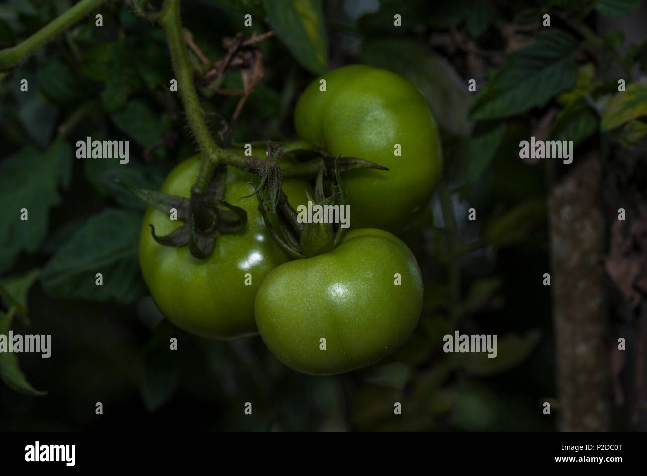 Zusammensetzung von 3 grüne Tomaten im Garten Stockfoto