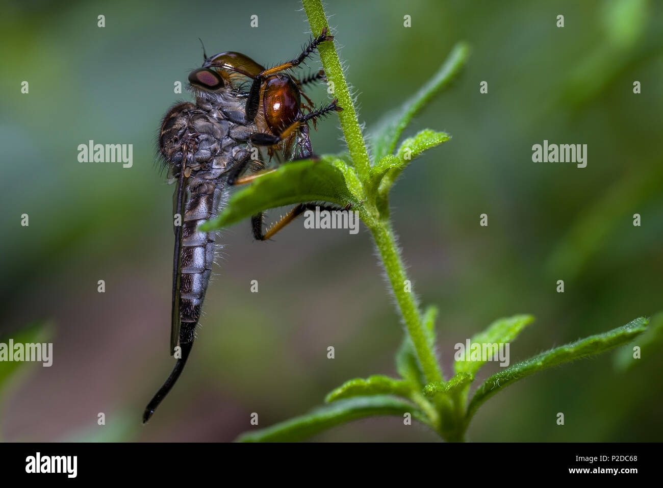 Die Asilidae sind die Familie der Raubfliegen, auch als Attentäter bezeichnet Stockfoto