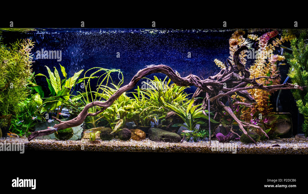 Ein Schuss von 4 ft bepflanzten Aquarium. Stockfoto
