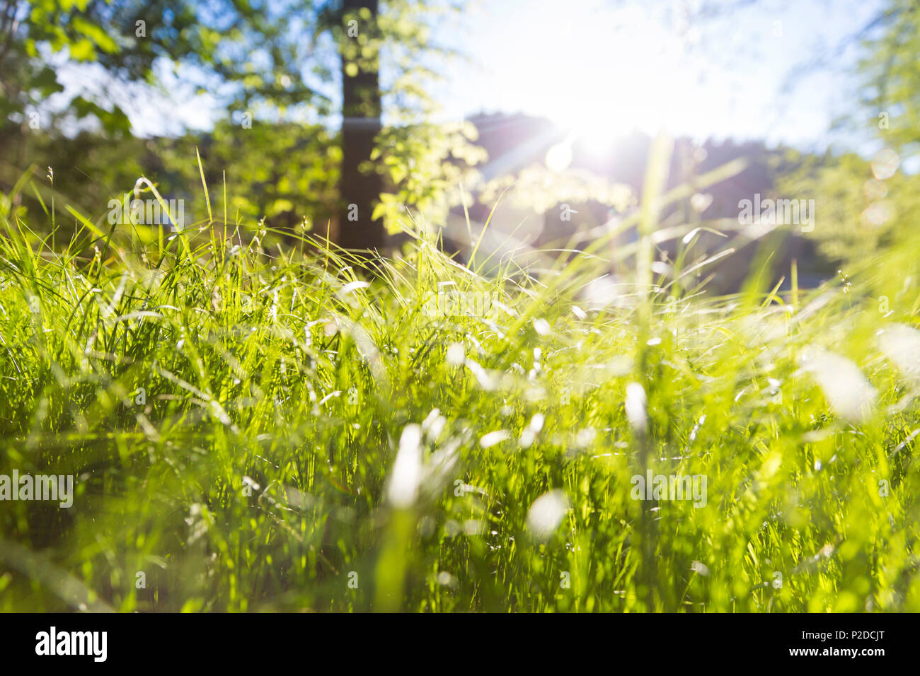 Grüne Wiese im Frühling, Sommer, mit Licht durchflutet, Sächsische Schweiz, Sachsen, Deutschland, Europa Stockfoto