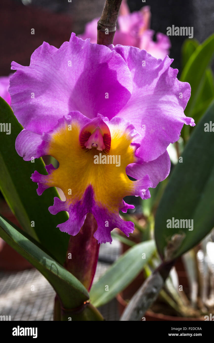 Riesige rosa und gelb Orchid Stockfoto