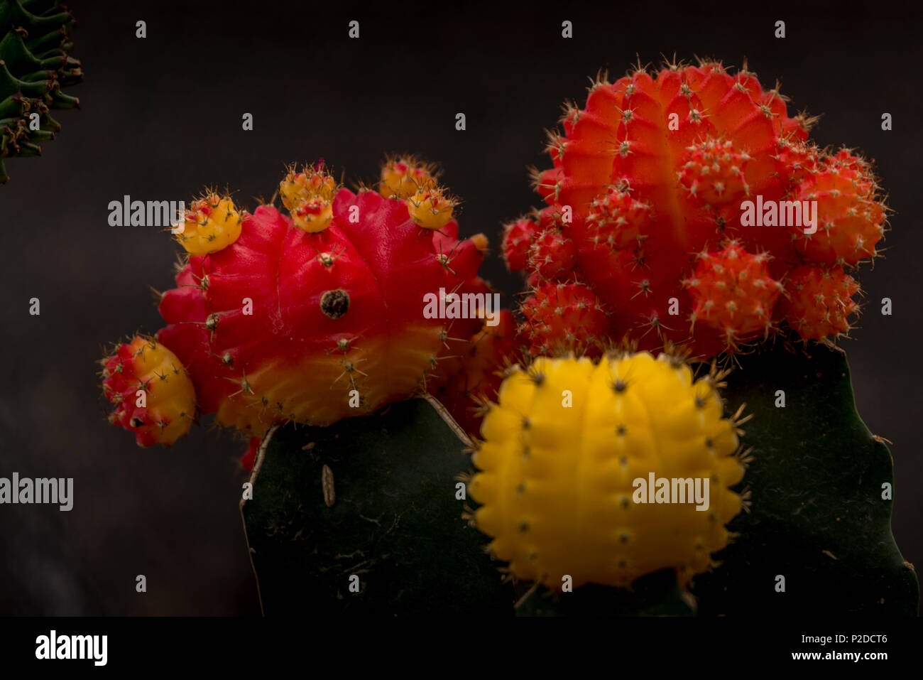 Rote und gelbe Cactus Bild genannt auch Cactaceae Stockfoto