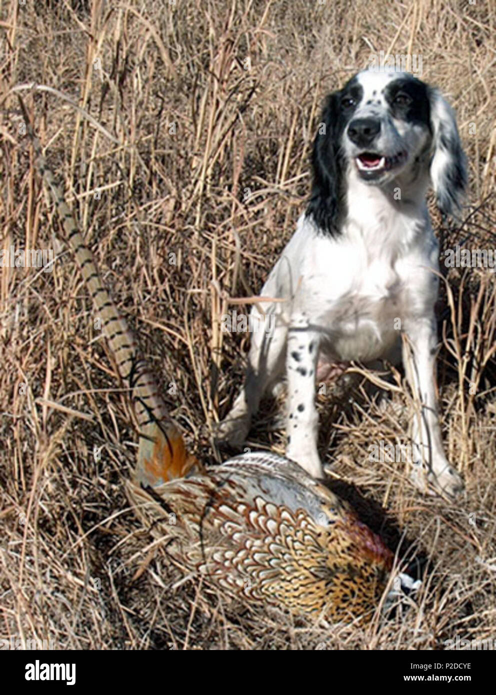 . Englisch: Feld gezüchtet English Cocker Spaniel mit Fasan in den Vereinigten Staaten. Von Randy Janke, die dieses Foto auf 3/20/06 veröffentlicht wurde. 21. März 2006 (original Upload Datum). Die ursprünglichen Uploader wurde Floridan auf Englisch. 29 Kerygma Cocker Echo &Amp; Fasan Stockfoto