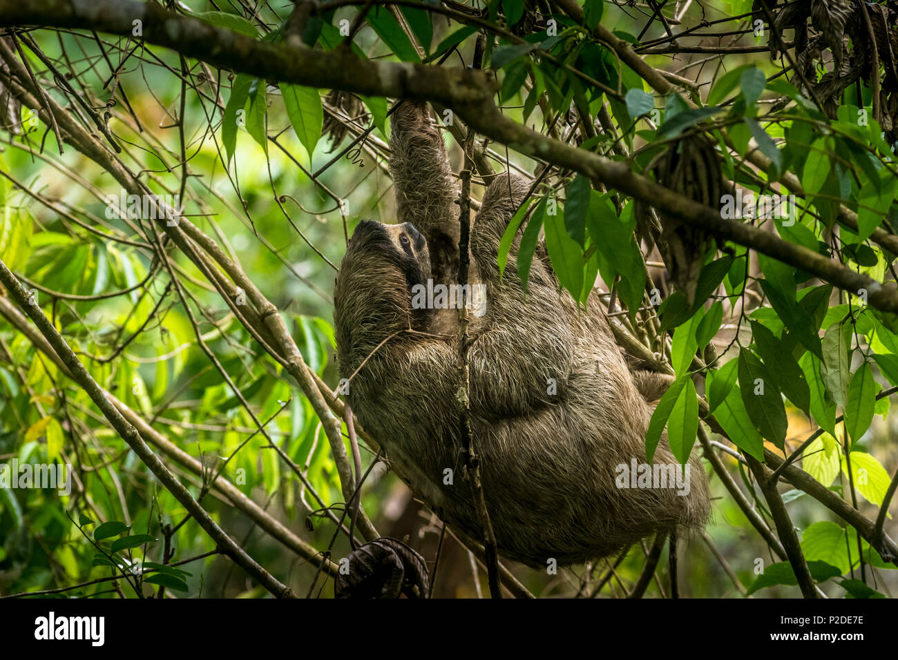 3 toed Sloth in einem Baum Bild in Panama genommen Stockfoto