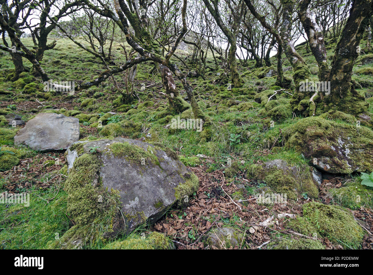 Bewaldeten Hang mit bemoosten Felsen und krummen Birken Stockfoto