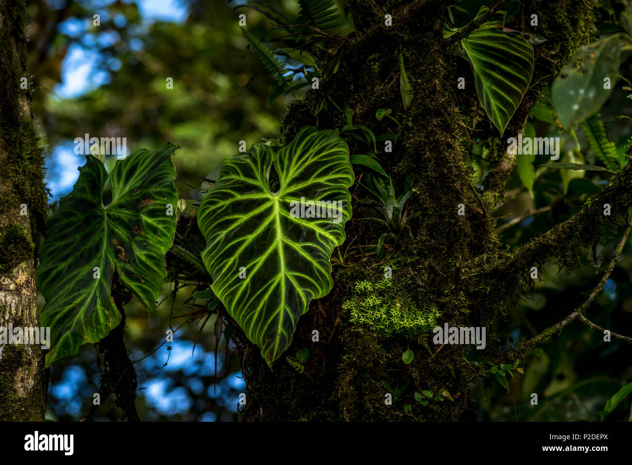 Wald Szene mit großen grünen Blatt Natur Bild Stockfoto