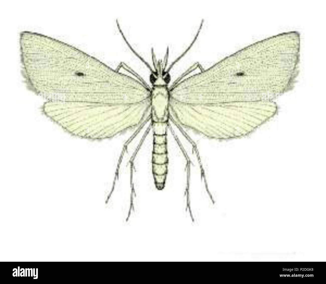 . Englisch: Weißer Reis stemborer (Scirpophaga innotata). . Diese Datei fehlt, Informationen zum Autor. 51 Scirpophaga innotata (ento - Csiro-au) Stockfoto