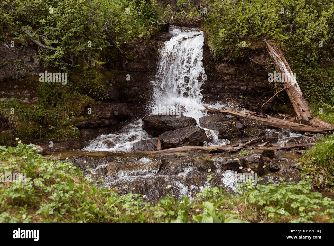 Wasserfall im Wald Stockfoto