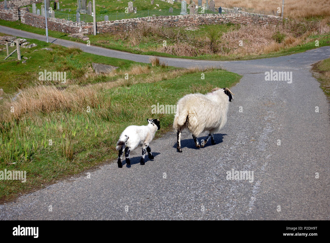 Schaf und Lamm Passgang hinunter eine Straße in Fionnphort auf der Isle of Mull Stockfoto
