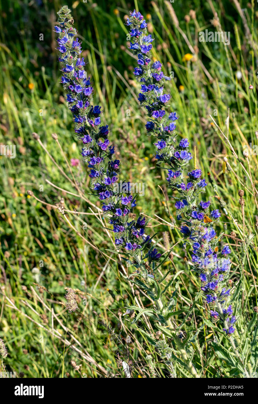 Vipern Buglos Blüte, Duridge Bay, Northumberland, England Stockfoto