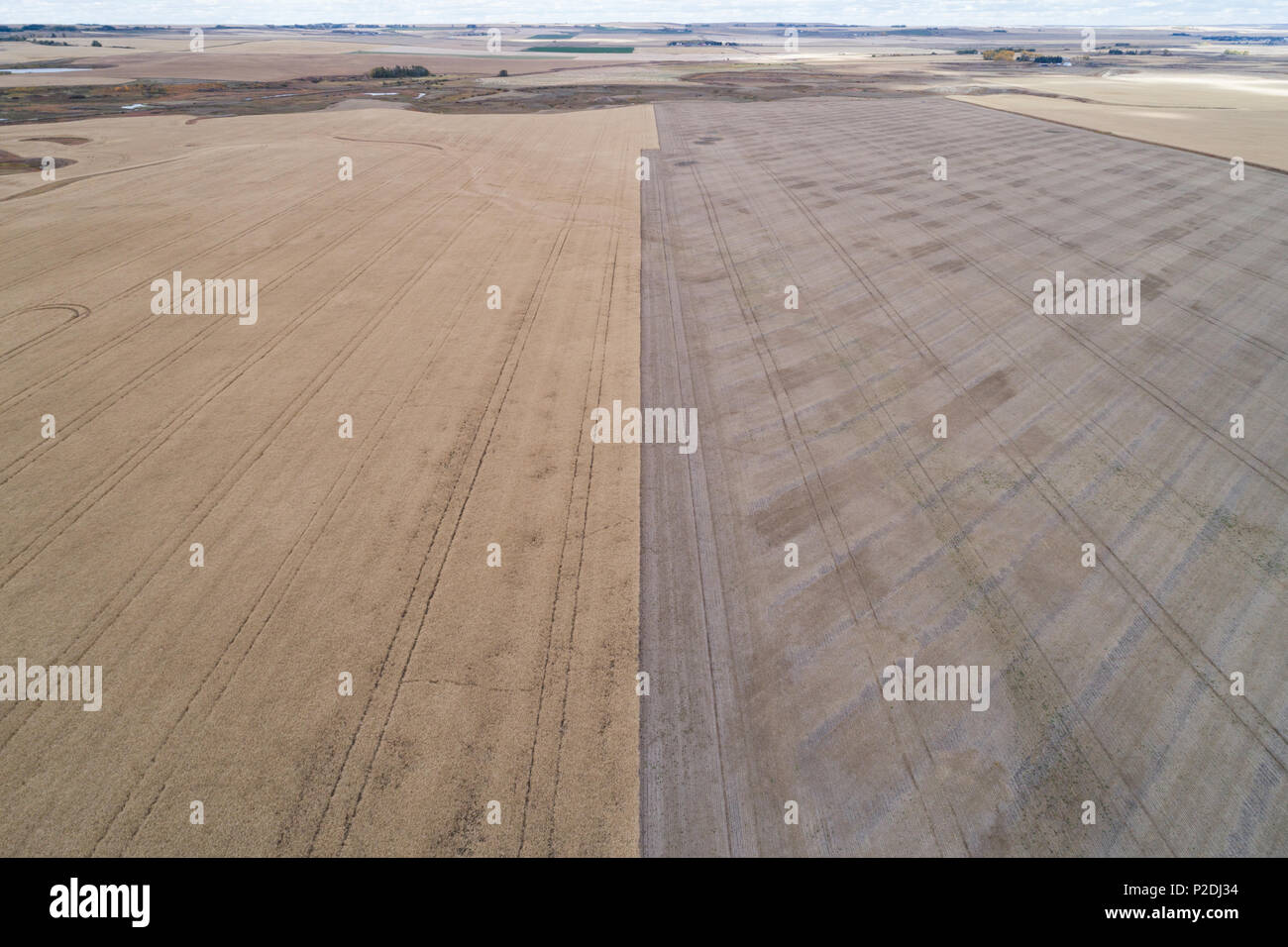 Geerntete Weizen Feld Stockfoto