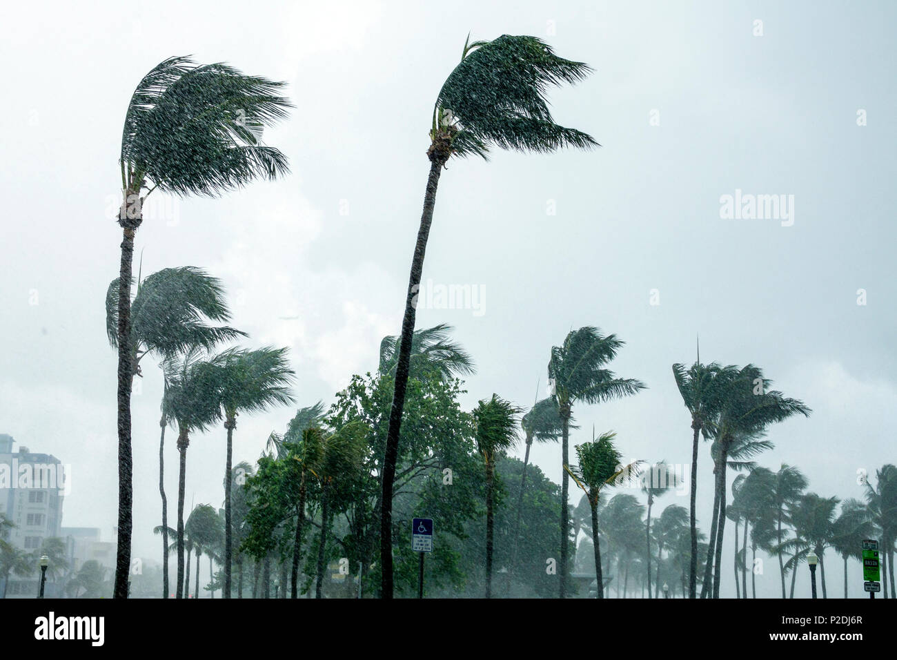 Miami Beach Florida, Lummus Park, tropische Sturmwinde, sich biegende Palmen, Regen, grauer Himmel, FL170730105 Stockfoto