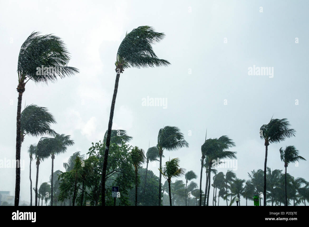 Florida, FL South, Miami Beach, Lummus Park, tropische Sturmwinde, sich biegende Palmen, Regen, wolkig grauer Himmel, Besucher reisen Reisetouristen Stockfoto