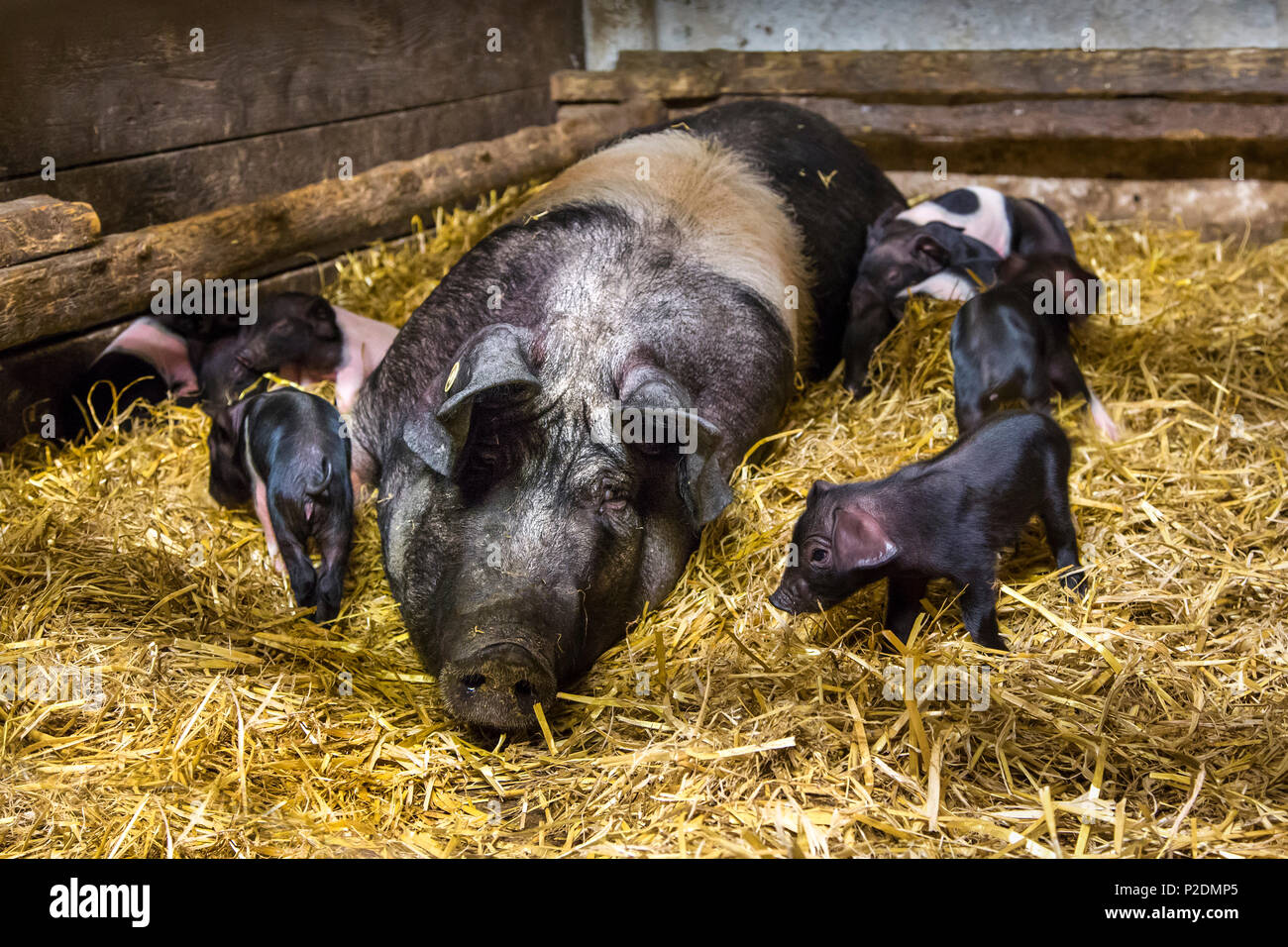 Historische Schweine züchten, Saddleback, Ekenis, Schlei, Ostsee, Schleswig-Holstein, Deutschland Stockfoto