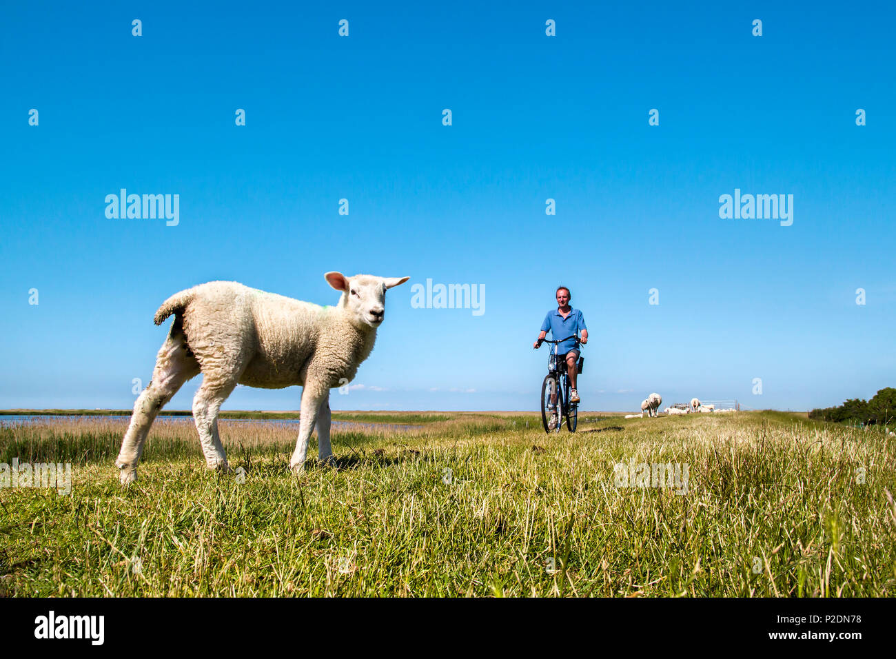 Radfahrer und Schafe auf dem Deich, Westermarkelsdorf, Fehmarn, Ostsee, Schleswig-Holstein, Deutschland Stockfoto