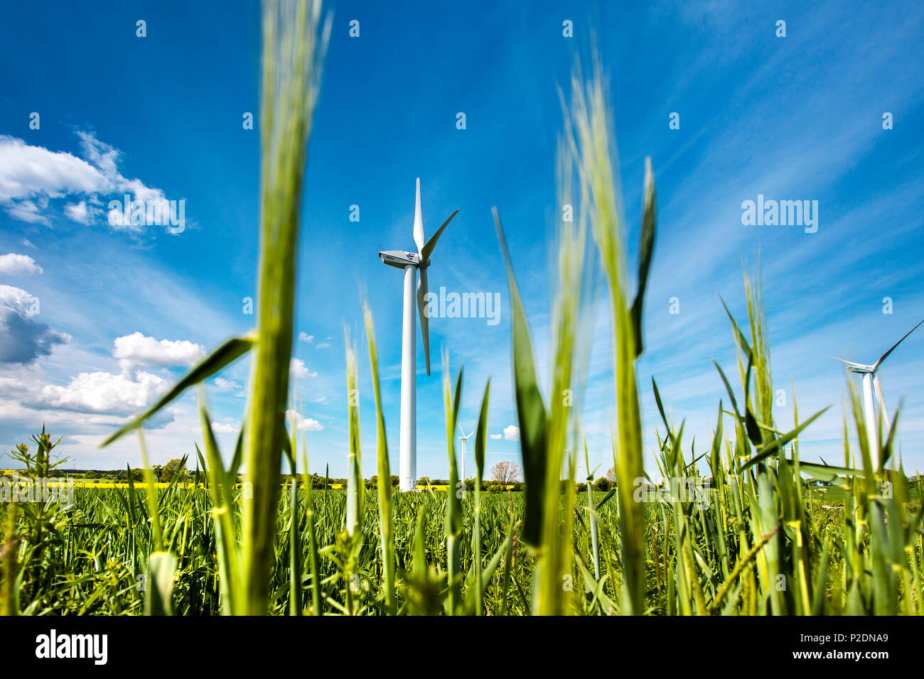 Windenergieanlage in einem Feld, Ostsee, Schleswig-Holstein, Deutschland Stockfoto