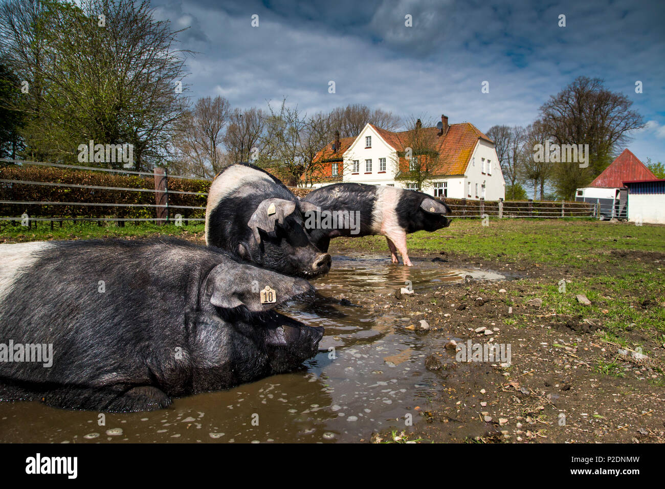 Historische Schweine züchten, Ekenis, Schlei, Ostsee, Schleswig-Holstein, Deutschland Stockfoto