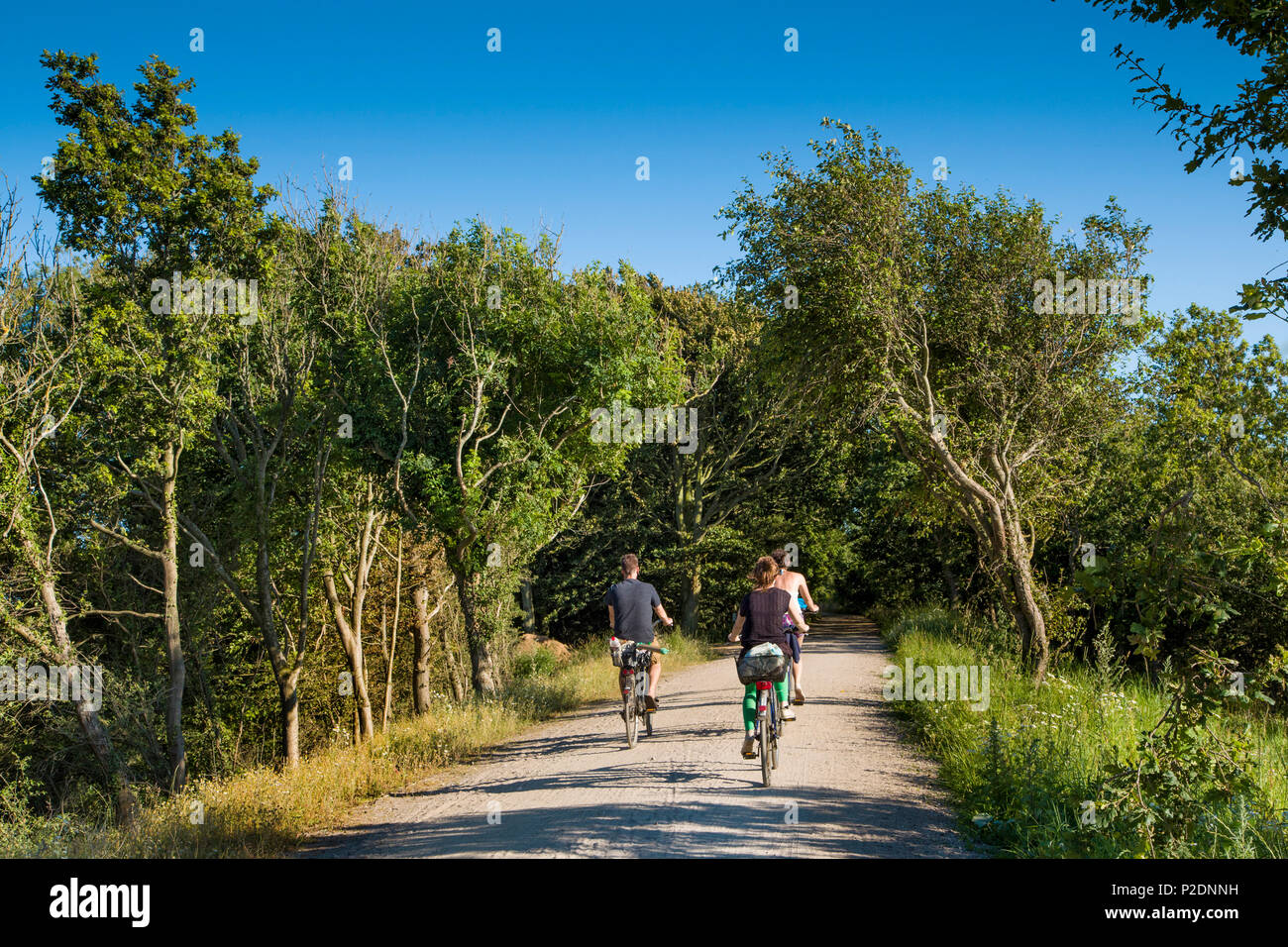 Radfahrer reiten durch die geltinger Birk, Ostsee, Schleswig-Holstein, Deutschland Stockfoto