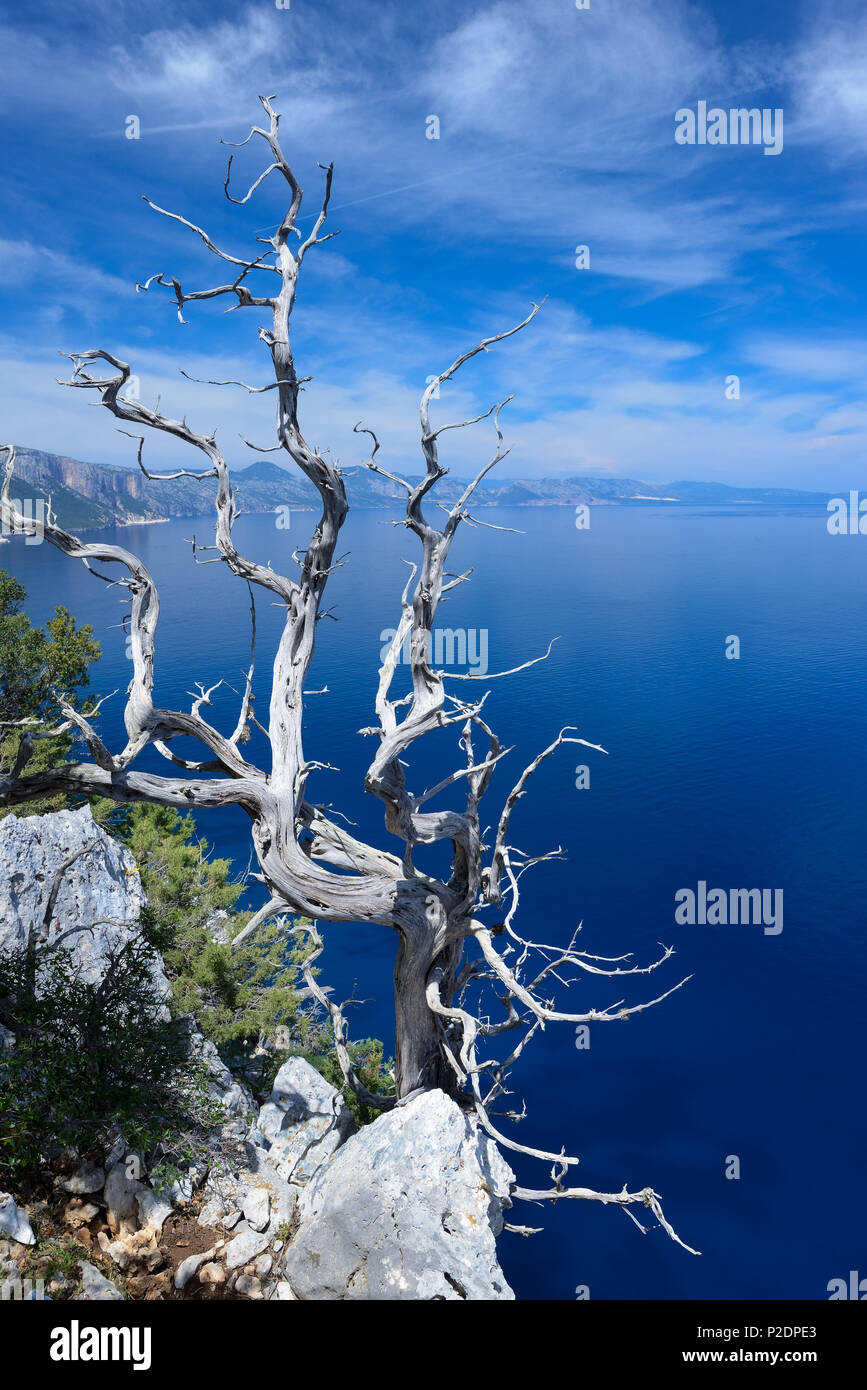 Wacholder. Über dem Meer, Golfo di Orosei, in der bergigen Landschaft, Selvaggio Blu, Sardinien, Italien, Europa Stockfoto