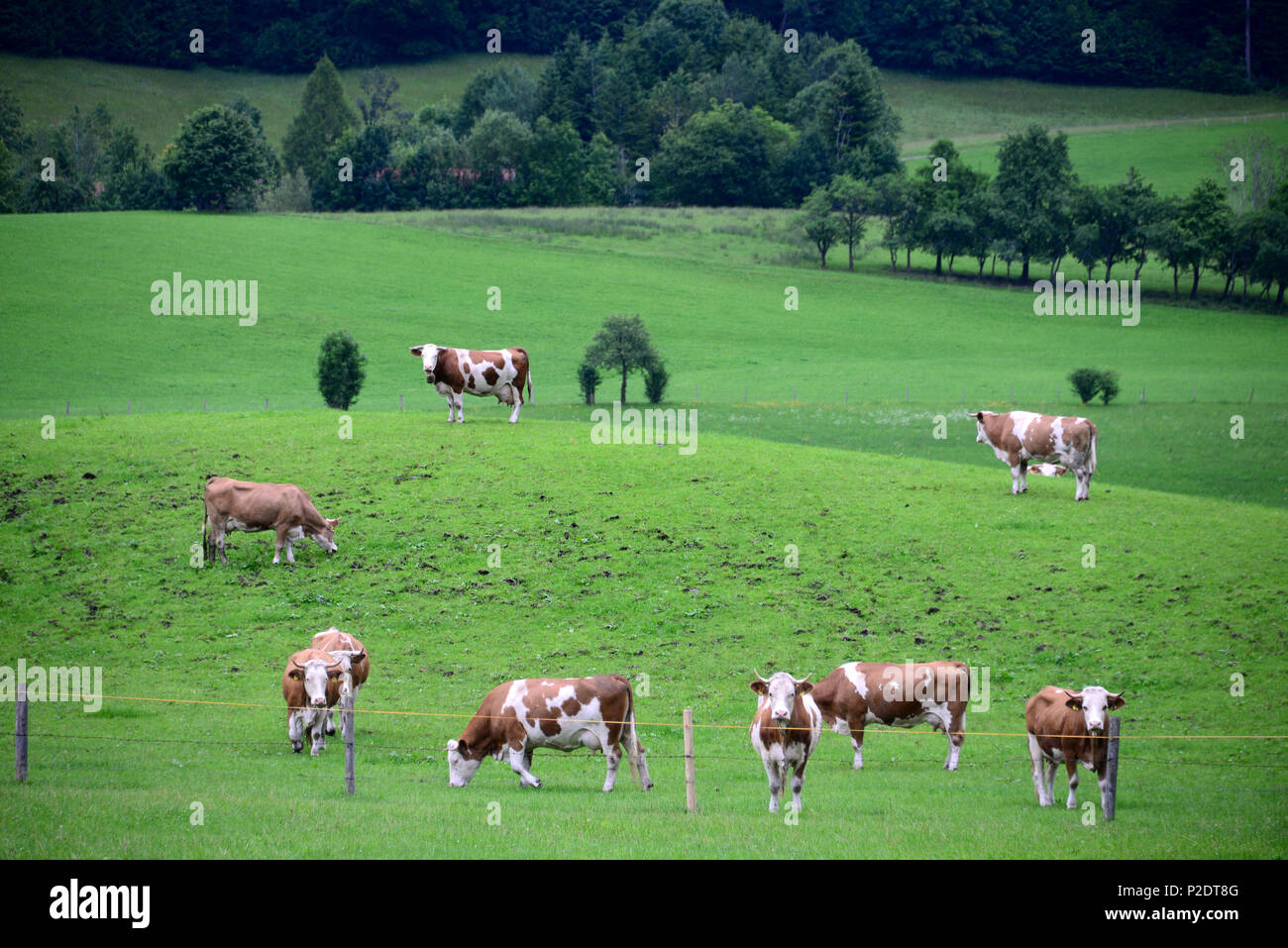 Kühe grasen in einem Feld in der Nähe von Fischbachau, Oberbayern, Bayern, Deutschland Stockfoto