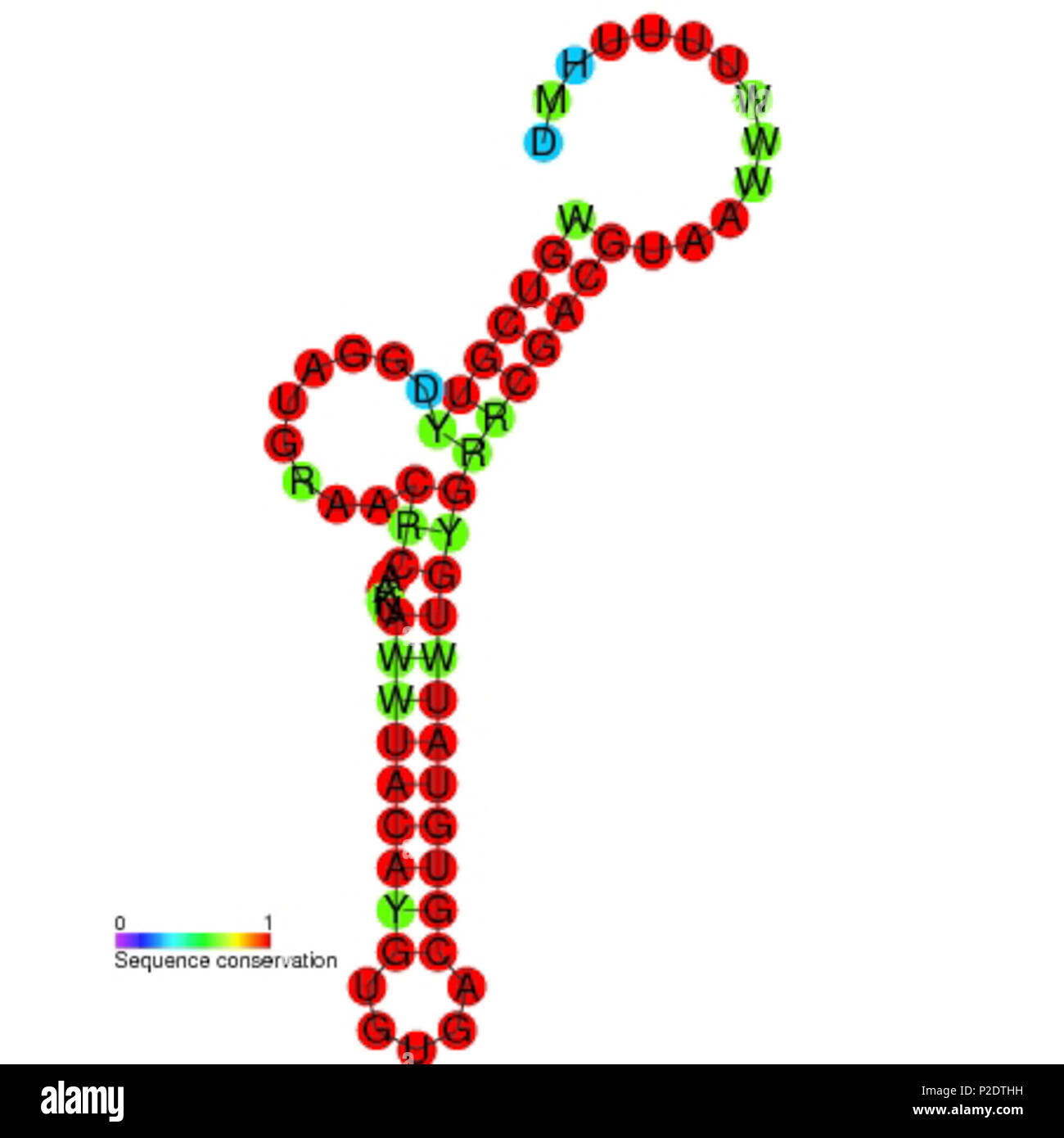 . Sekundäre Struktur Bild für TLS-PK5 nicht kodierende RNA (RF 01088). Nukleotid an der Farbgebung Sequenz Erhaltung zwischen den Mitgliedern dieser Familie. Januar 2009. Rfam Datenbank 63 TLS-PK5 sekundäre Struktur Stockfoto
