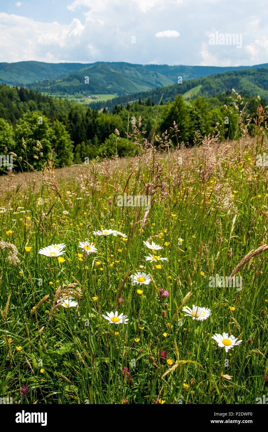 Spring Mountain Wildflower meadow Stockfoto