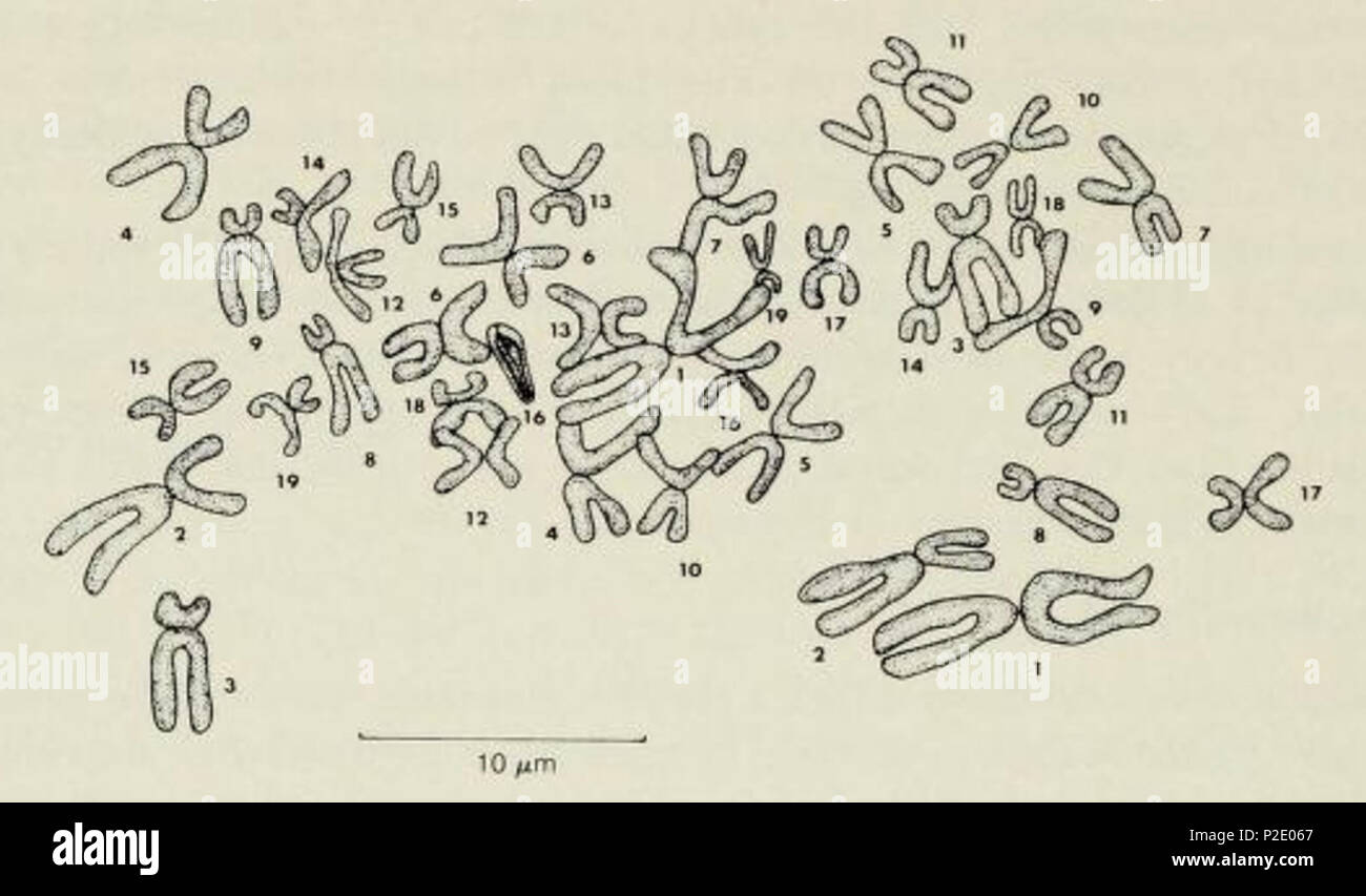 . Englisch: Hymanella retenuova. Idiogram Analyse. 10 September 2014, 00:10:56. Ball, I., Gourbault, N., Unbekannter Photograph, R. 25 Hymanella retenuova Metaphase Stockfoto . Englisch: Hymanella retenuova. Idiogram Analyse. 10 September 2014, 00:10:56. Ball, I., Gourbault, N., Unbekannter Photograph, R. 25 Hymanella retenuova Metaphase Stockfoto