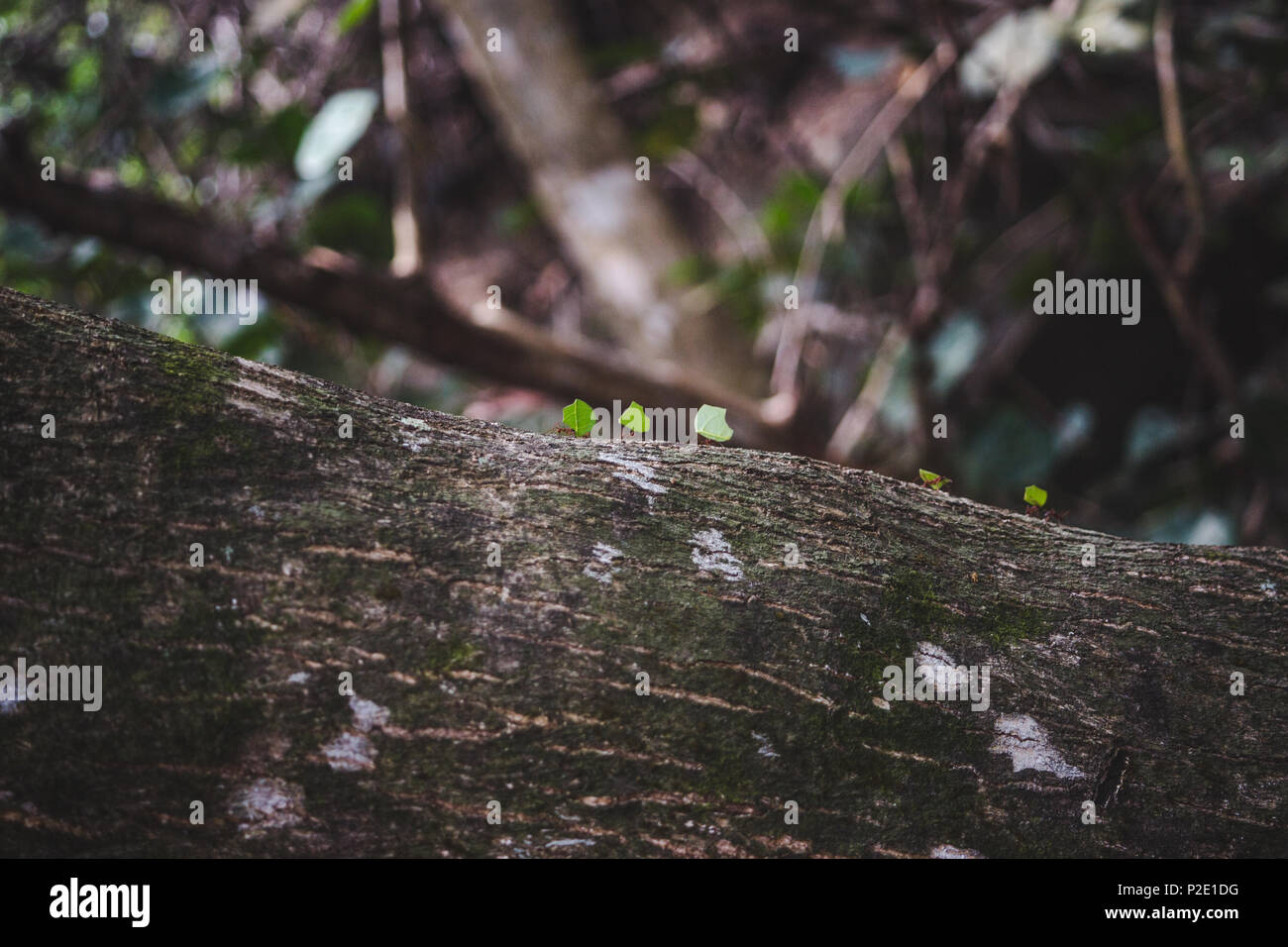 Leitung der Ameisen auf dem Baum, die Blätter durch den Dschungel im Tayrona National Natural Park, Kolumbien Stockfoto