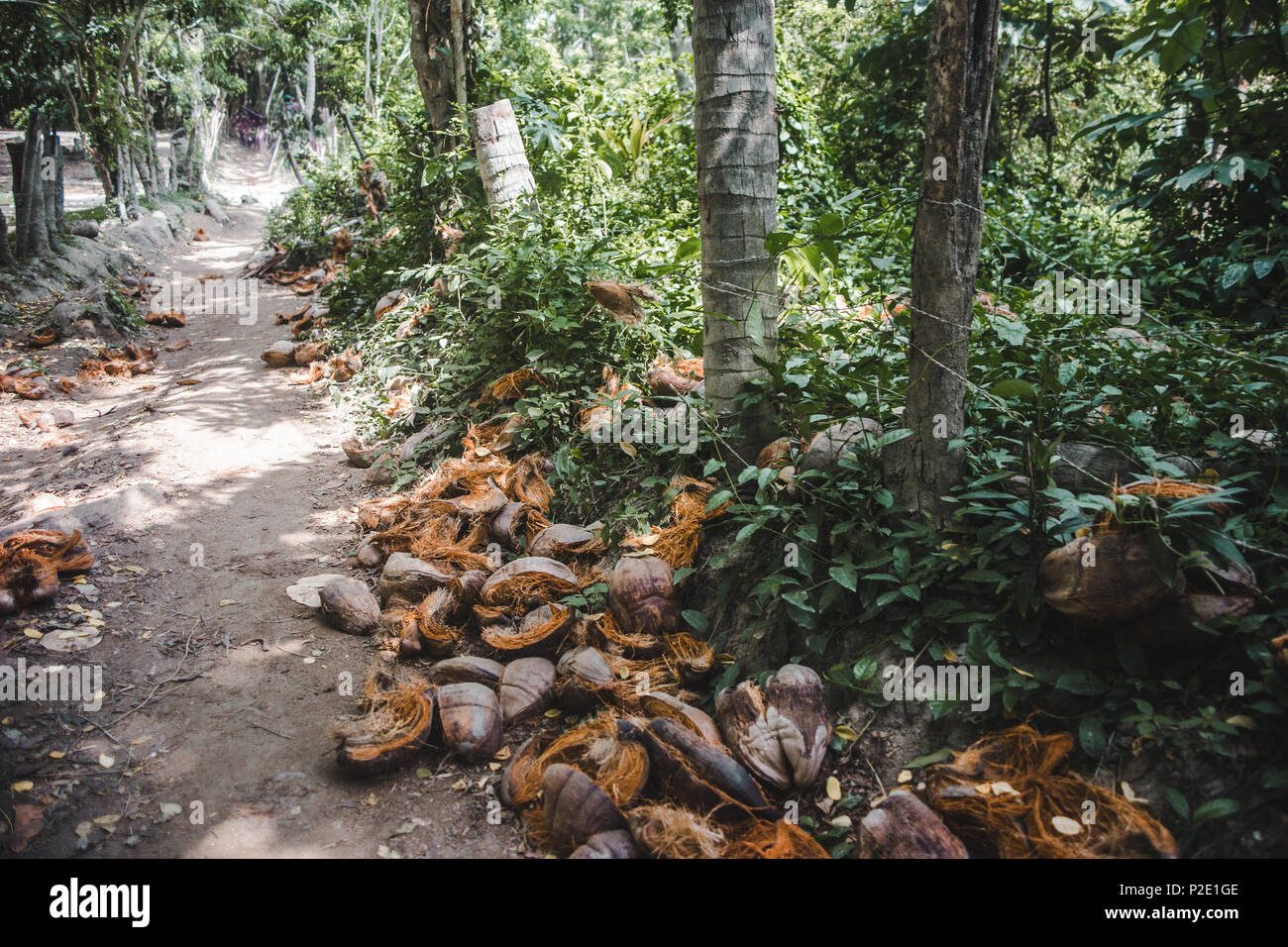 Leere Kokosnussschalen auf dem Boden auf einer Bahn im Tayrona National Park in Kolumbien links Stockfoto