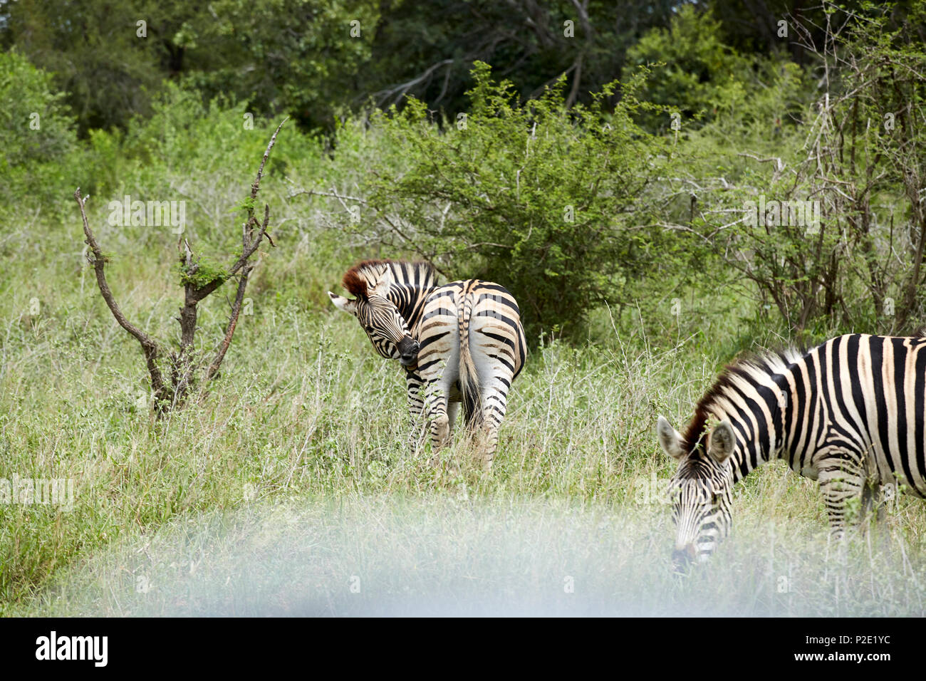 Zebra im Krüger Nationalpark, Südafrika Stockfoto