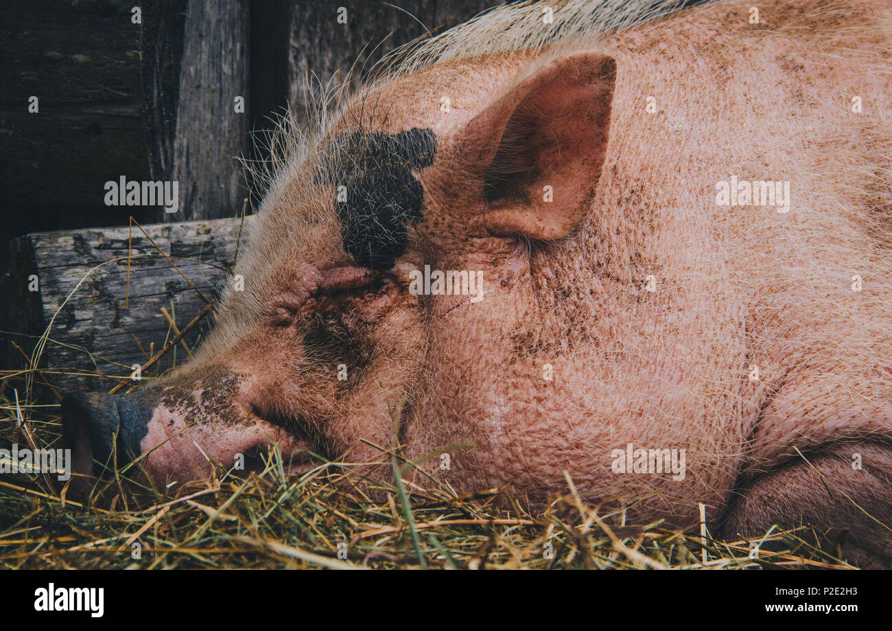 Nahaufnahme von einem Schwein an einer französischen Farm Stockfoto