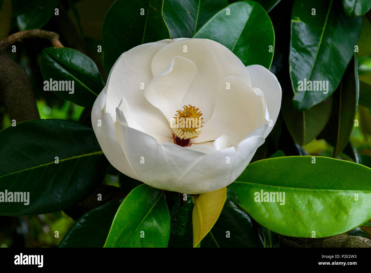 Horizontale Nahaufnahme eines perfekten Magnolia Blossom. Stockfoto