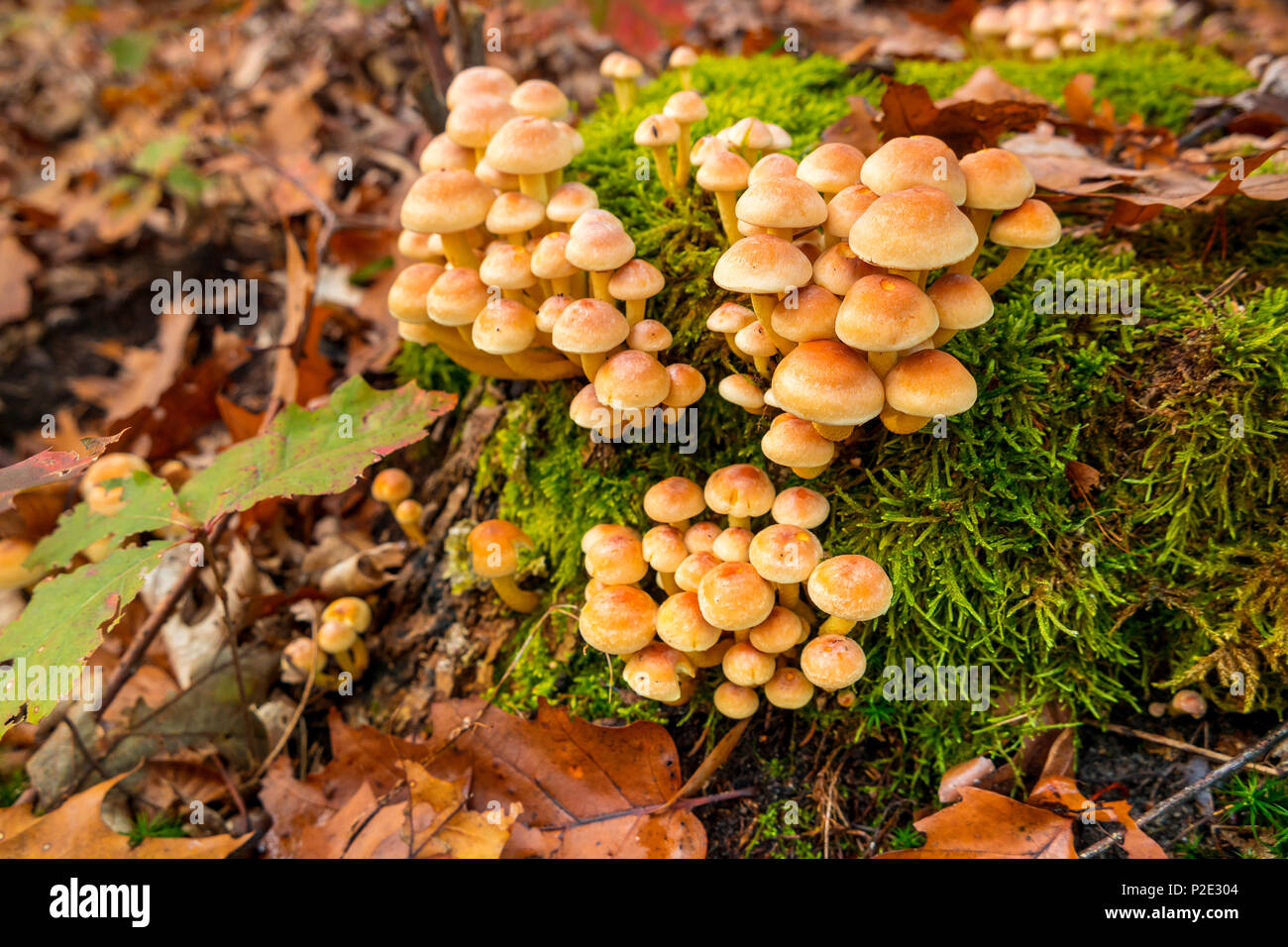 Gelbe Pilze auf einem Baumstumpf zu den Moos und gelbe Blätter Stockfoto