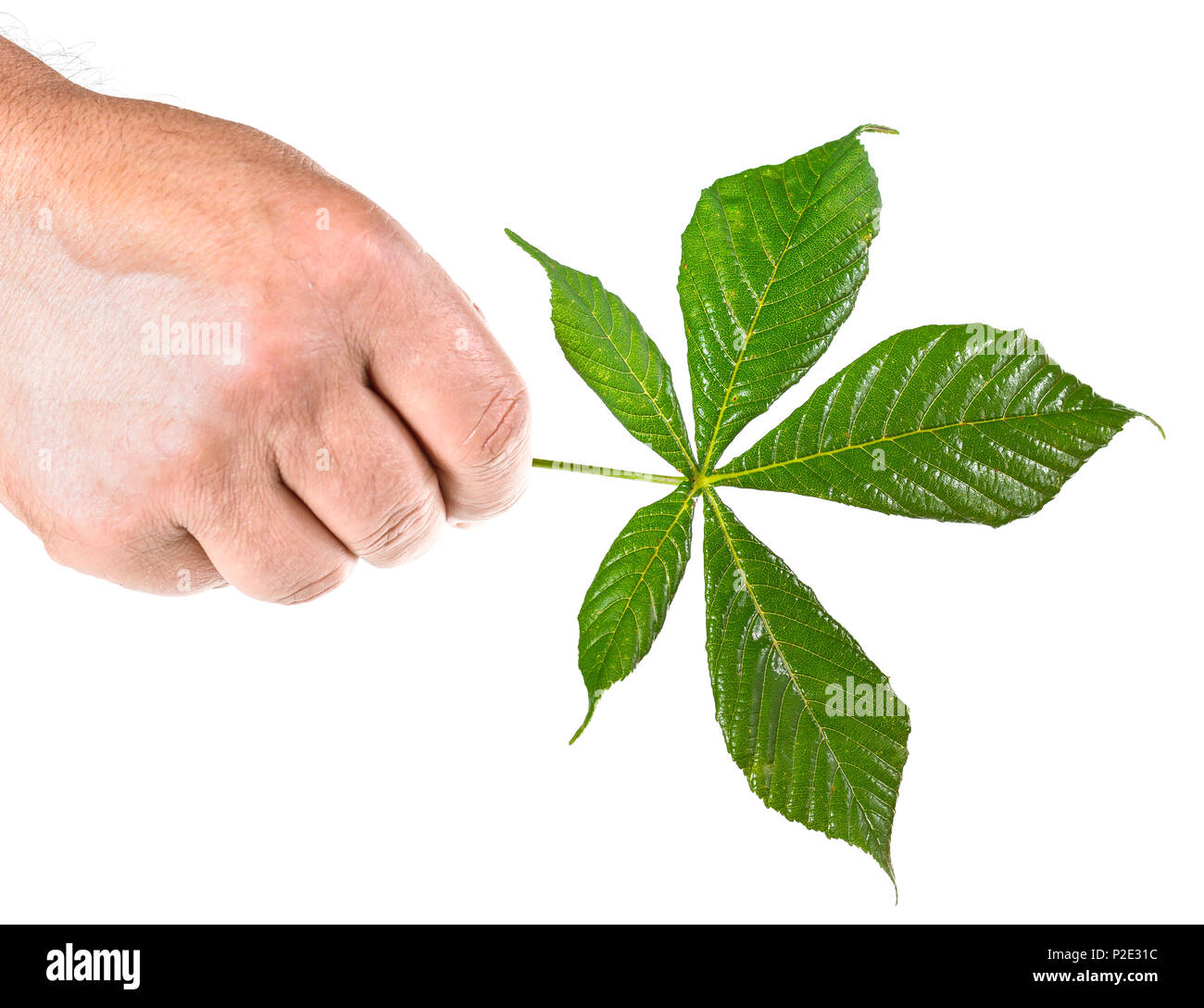 Chestnut Blatt in der Hand auf weißem Hintergrund Stockfoto