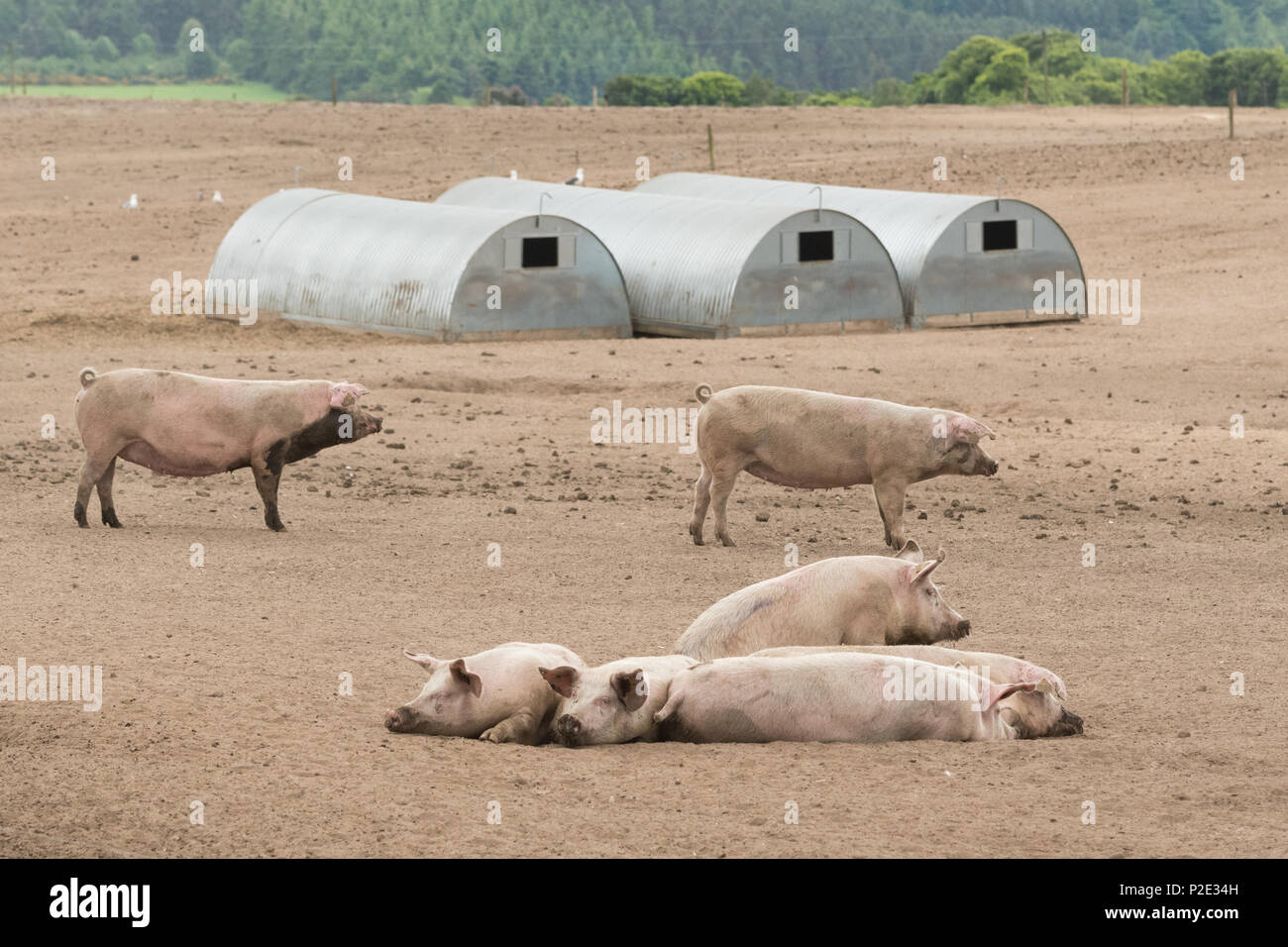 Freie Strecke Schweinefarm Schottland Großbritannien Stockfoto