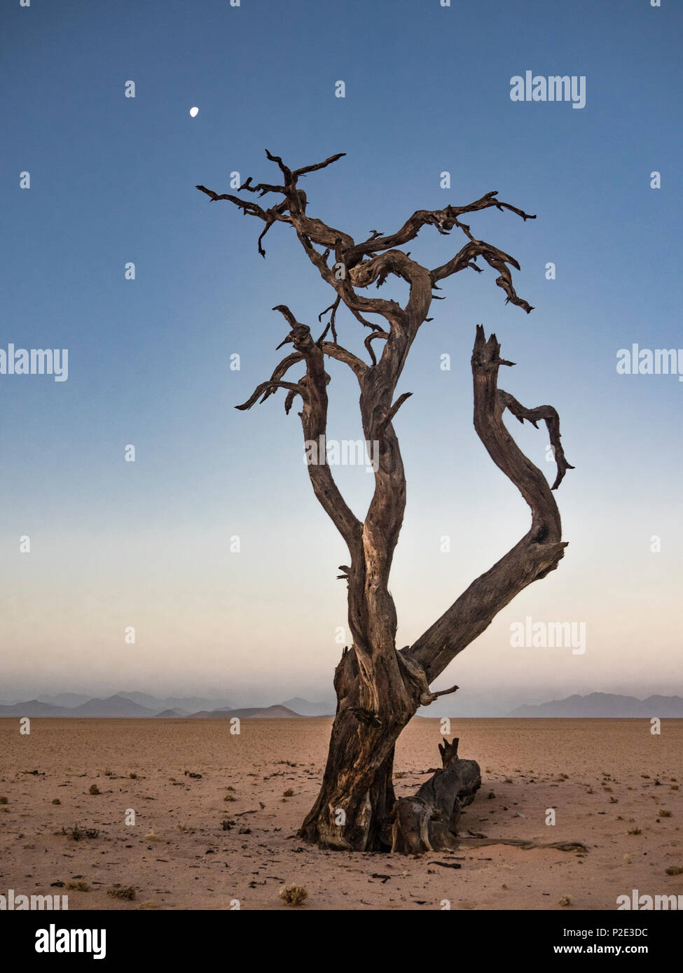 Einsamer toter Baum auf den Mond erreichen. Stockfoto