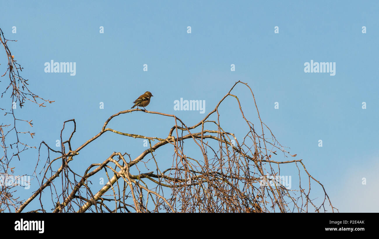 Ein Schuss eines Buchfink oben auf einem Baum gehockt. Stockfoto