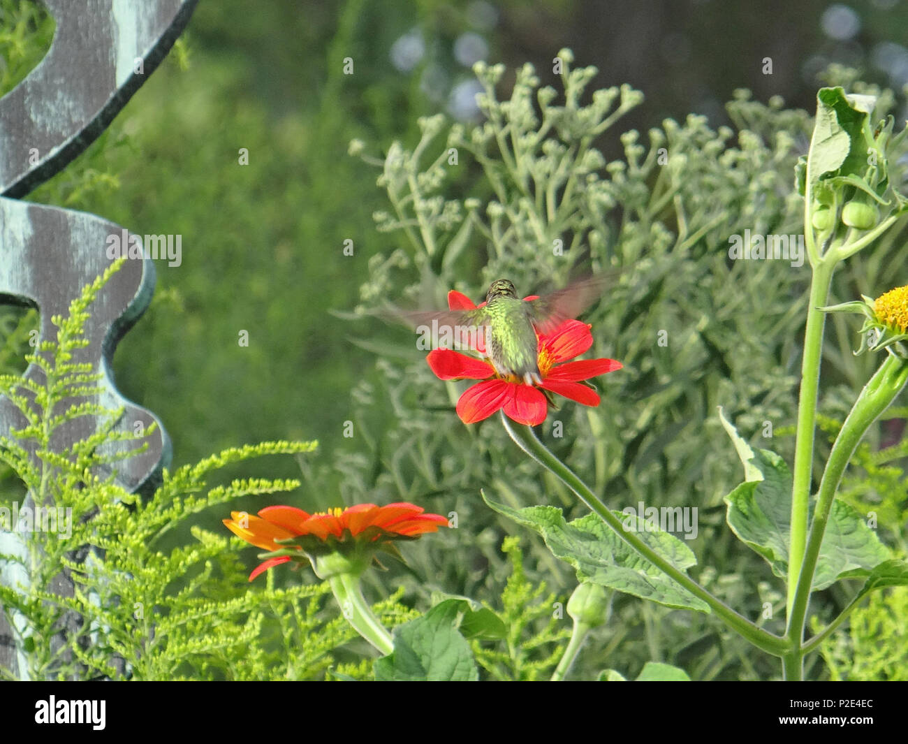 . Englisch: Kolibri. 11. August 2012. Bobbi Jones Jones 25 Hummingbird 2. Stockfoto