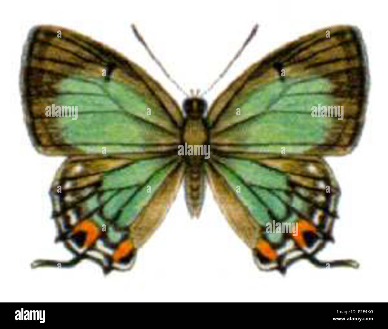 27 Jalmenus eichhorni (ento - Csiro-au) Stockfoto