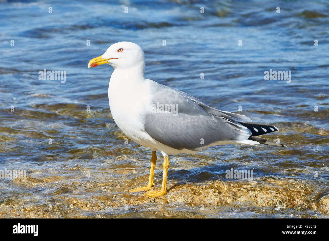 Eine Gelbmöwe (Larus michahellis), die an der Mittelmeerküste ruht (Naturpark Salines, Formentera, Balearen, Spanien) Stockfoto