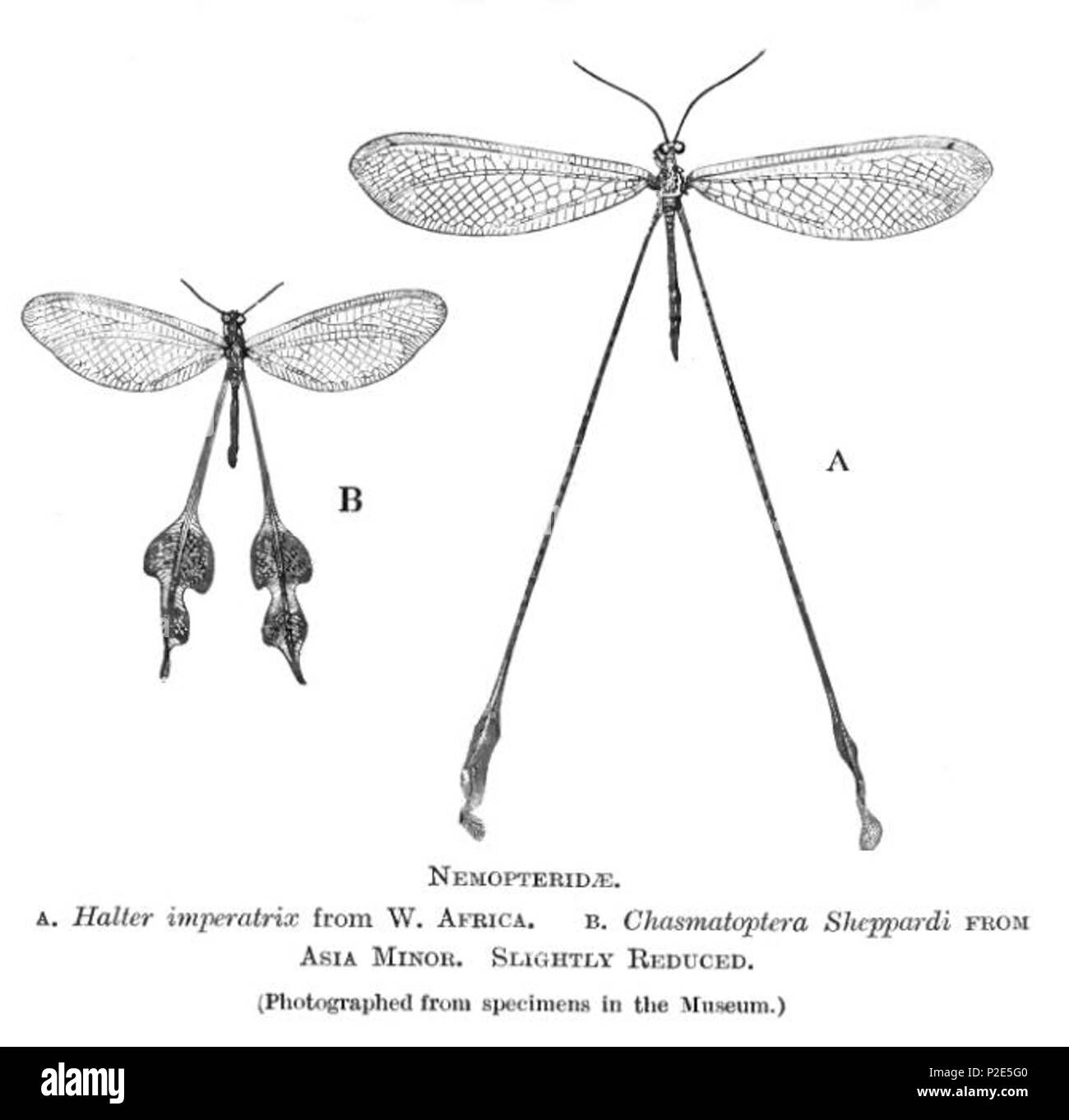 . Nemopteridae. 1909. British Museum of Natural History 36 NemopteridaeBMNH Stockfoto