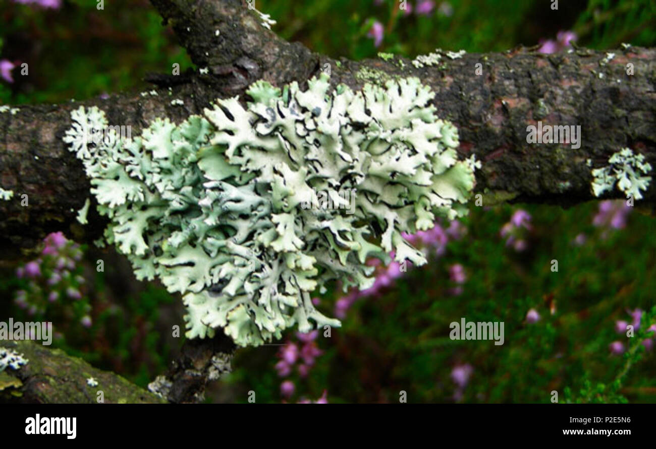 Englisch: Nordic Baum Flechten. 9. August 2012. Axel Kuhlmann 37 nordische  Baum Flechten Stockfotografie - Alamy