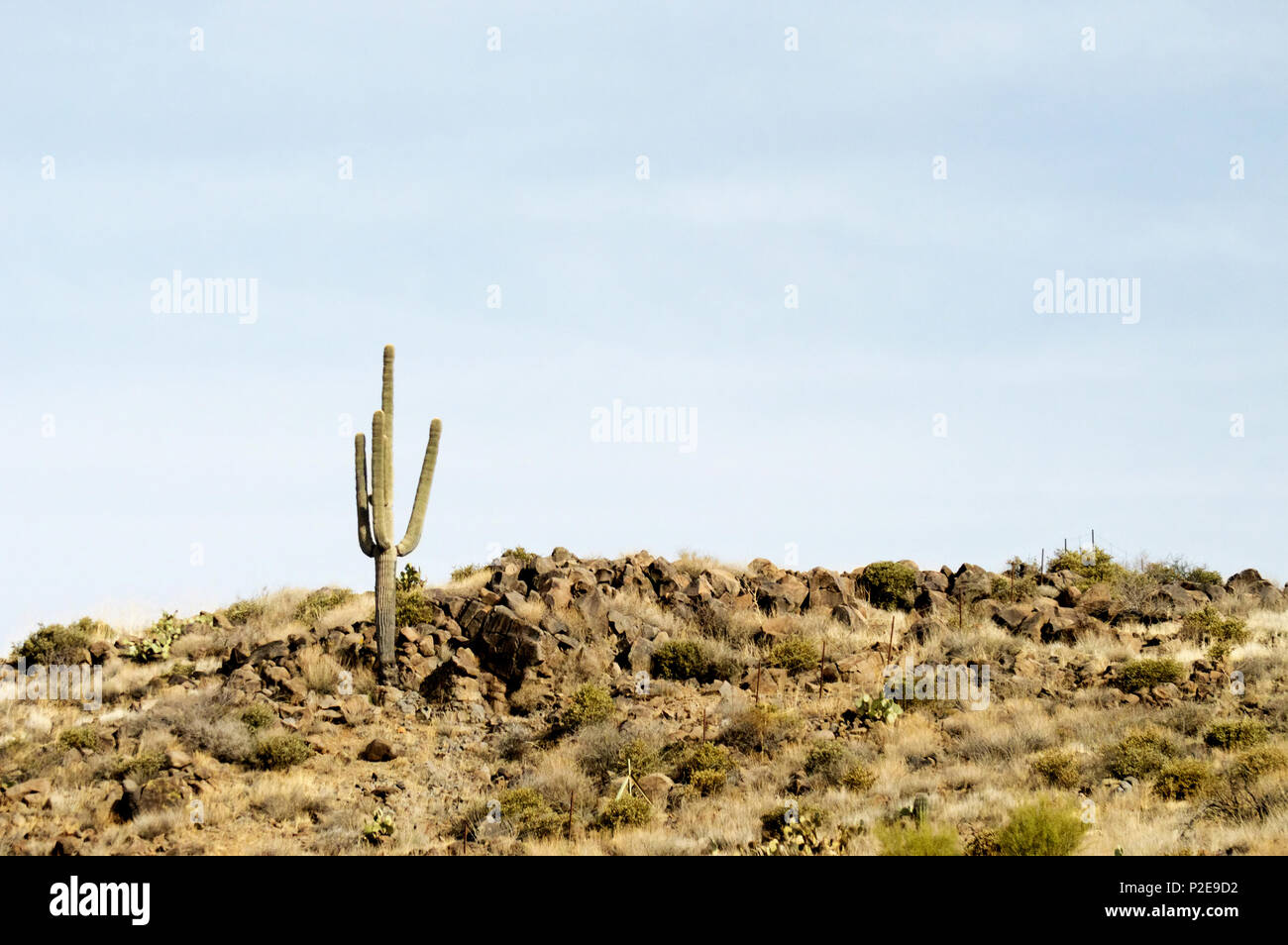 Eine isolierte Kaktus auf einem felsigen Hügel in der Wüste. Stockfoto