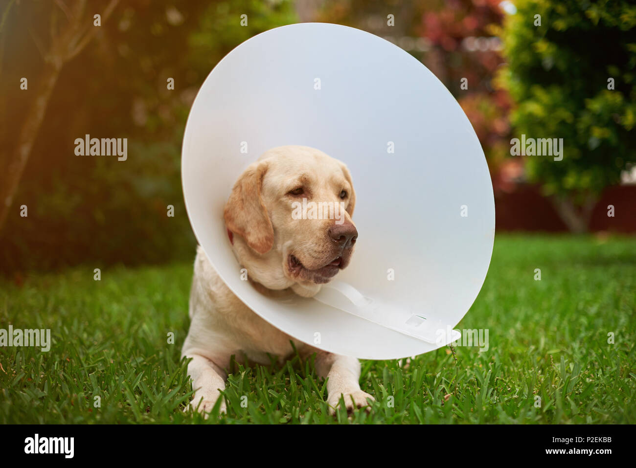 Verletzten Labrador Hund mit Konus Kragen sitzen auf Gras Stockfoto