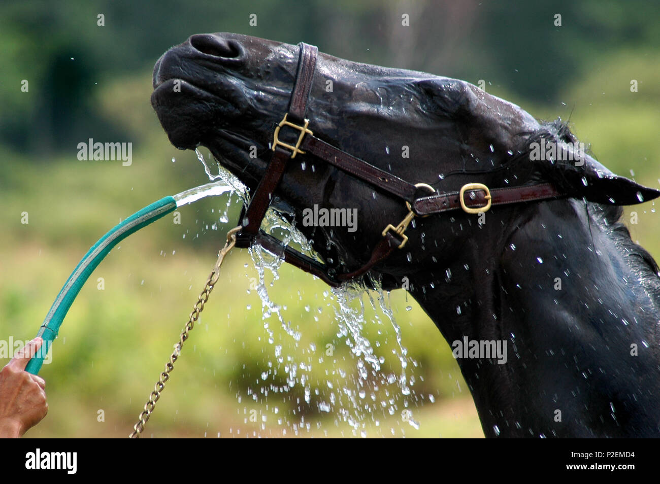 Pferd Waschen