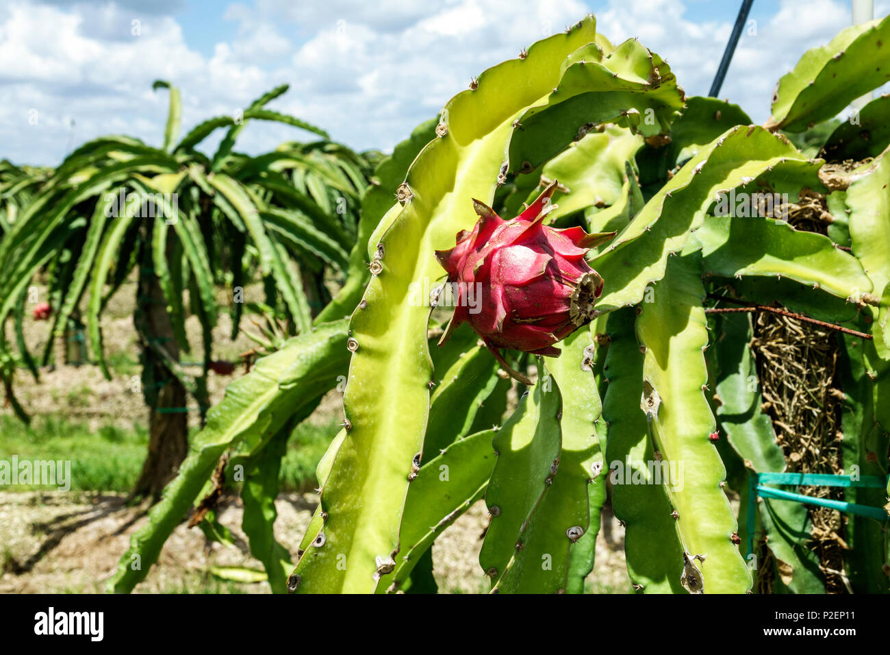 Florida Homestead, Miami, Drachenfruchtkaktus Pitaya Stenocereus pitahaya Hyloce, exotische Früchte, FL170818074 Stockfoto