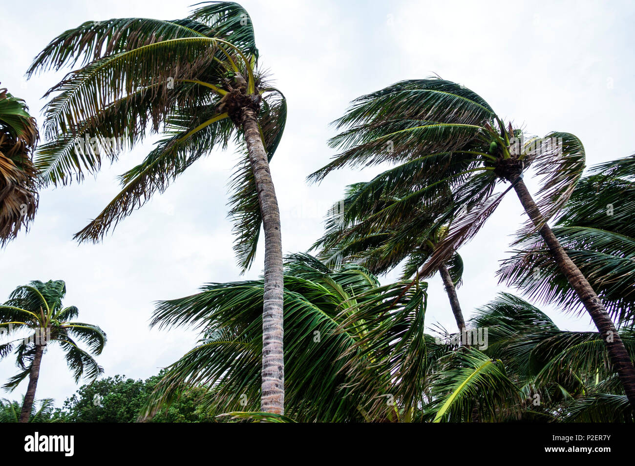Miami Beach Florida, Marjory Stoneman Douglas Park, Hurrikan Irma, tropische Sturmwinde, sich biegende Palmen, Wedel wehen, grauer Himmel, windig, FL17 Stockfoto