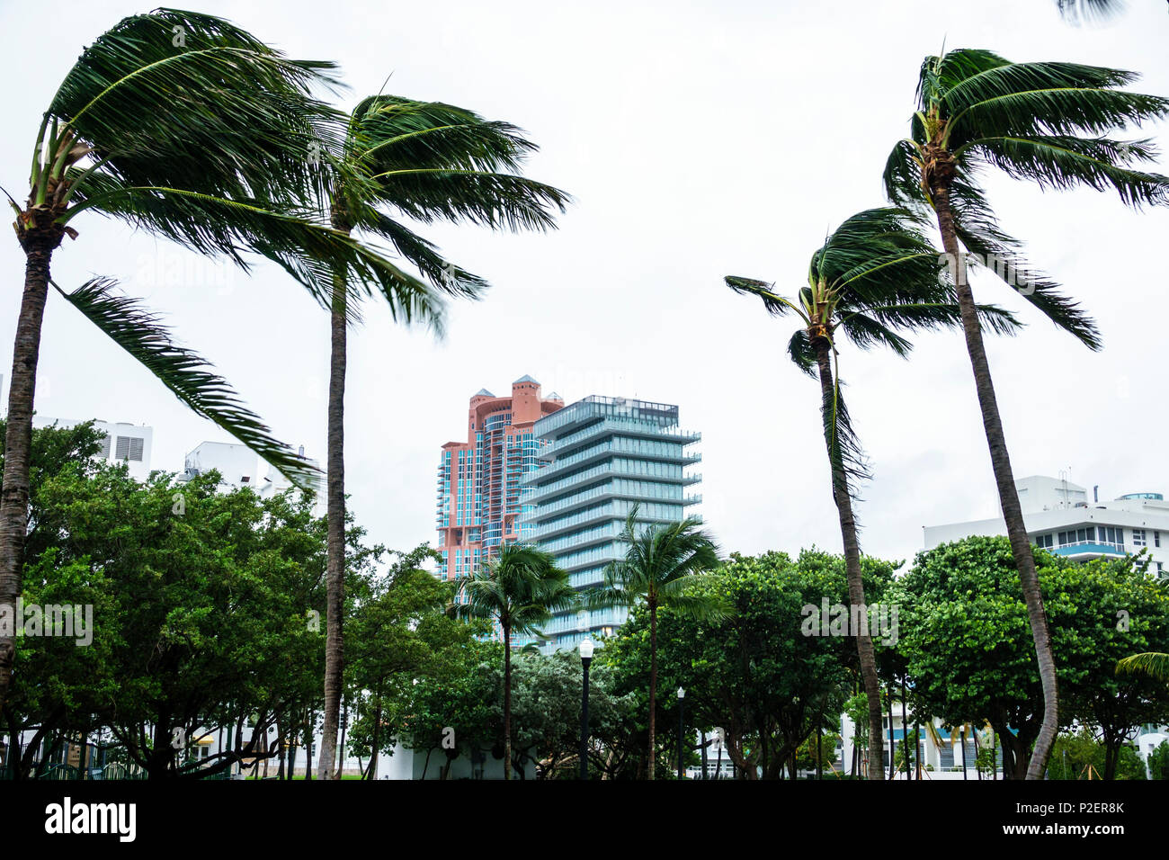 Miami Beach Florida, Marjory Stoneman Douglas Park, Hurrikan Irma, tropische Sturmwinde, sich biegende Palmen, Wedel wehen, grauer Himmel, Skyli der Stadt Stockfoto