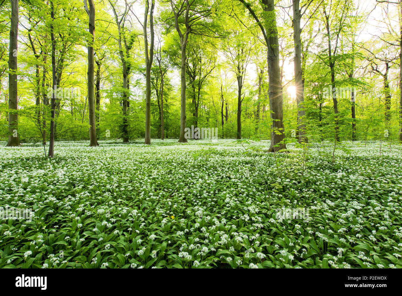 Sonne, Wald, Bären, Knoblauch, Wildflower, Trail, Frühling, Leipzig, Deutschland Stockfoto
