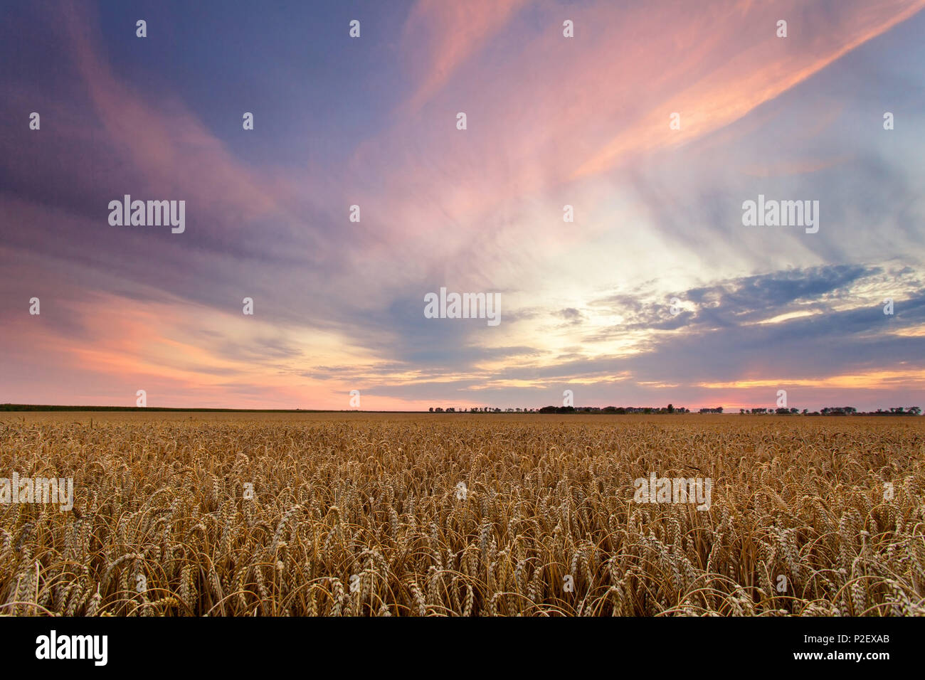 Sommer, Feld, Korn, Sonnenuntergang, Sachsen, Leipzig, Deutschland, Europa Stockfoto